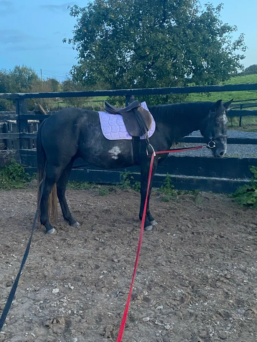 Rising 4 y/o - Image 2