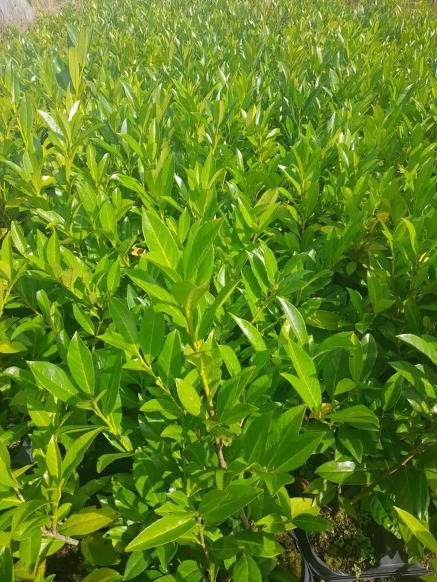 Hedging - Red Robin €3.50 per plant - Laurel €3. - Image 1