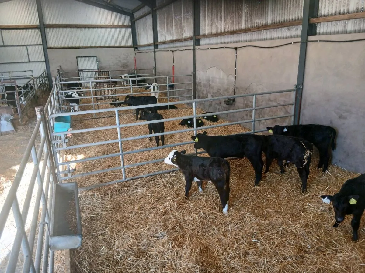 Calves - Image 4