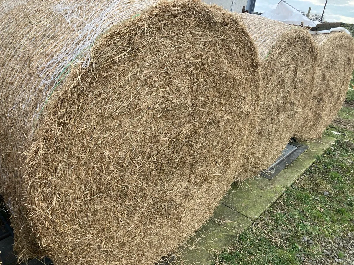 Hay for sale - Image 2