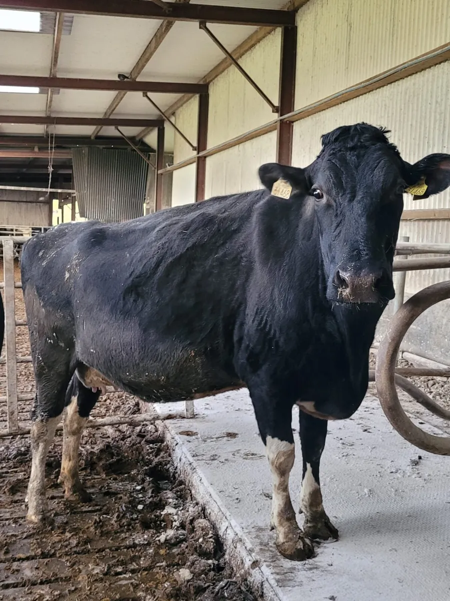 April Calvers - Image 2