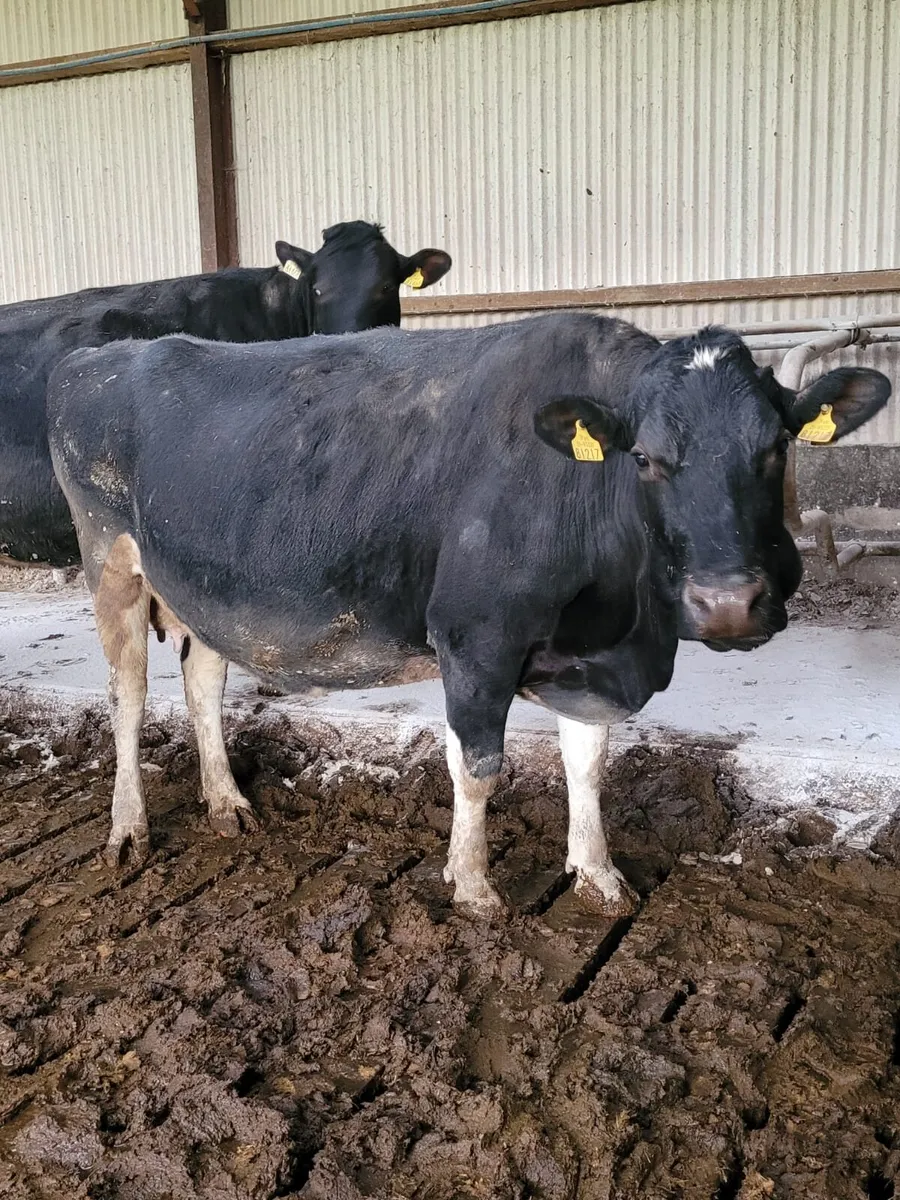 April Calvers - Image 3