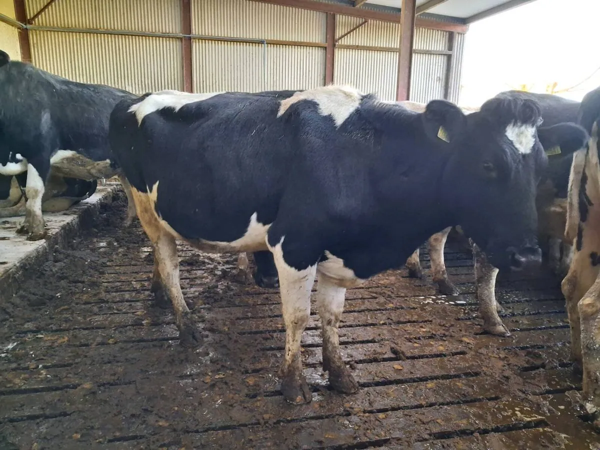 April Calvers - Image 4