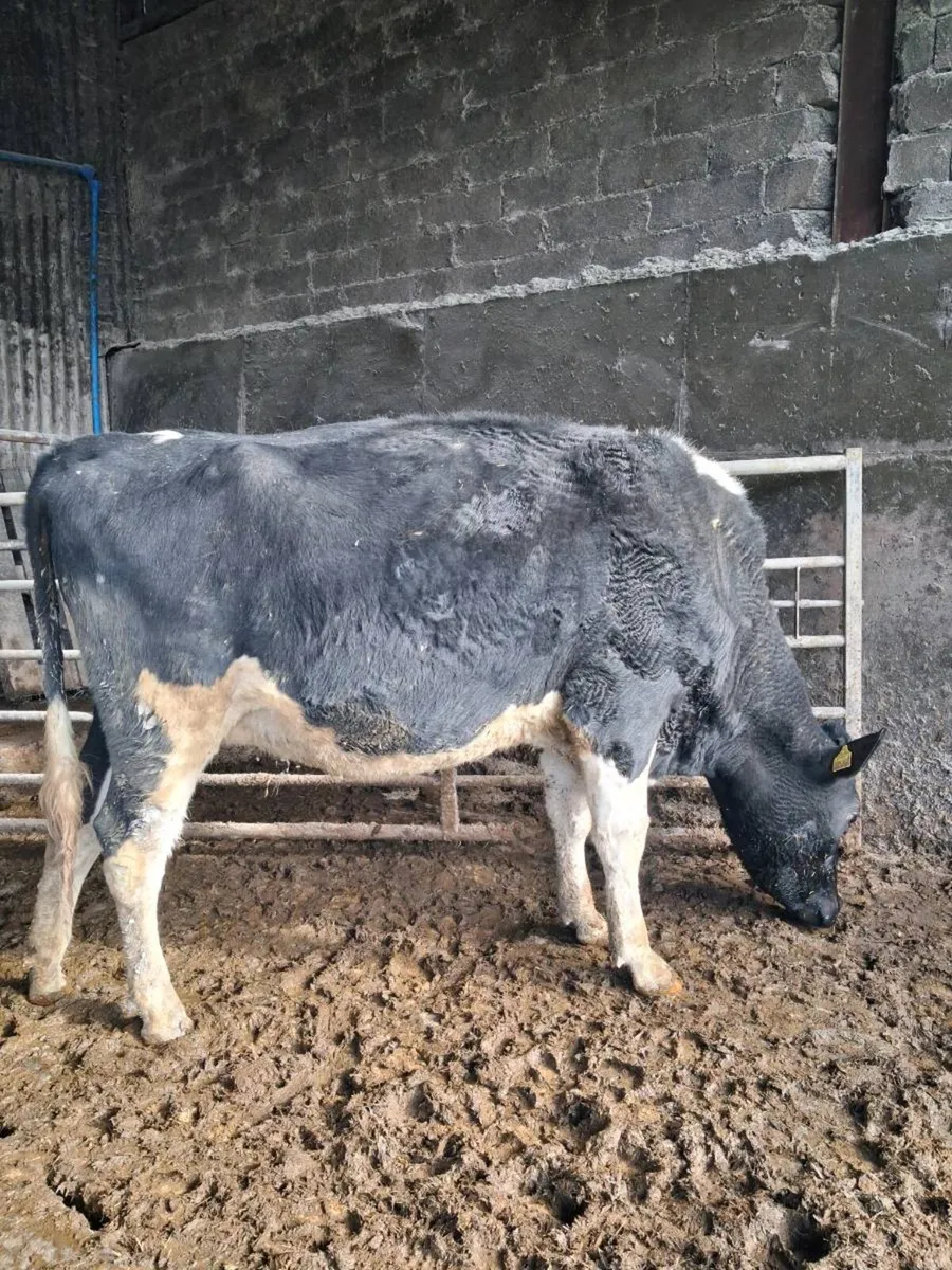 April Calvers - Image 1