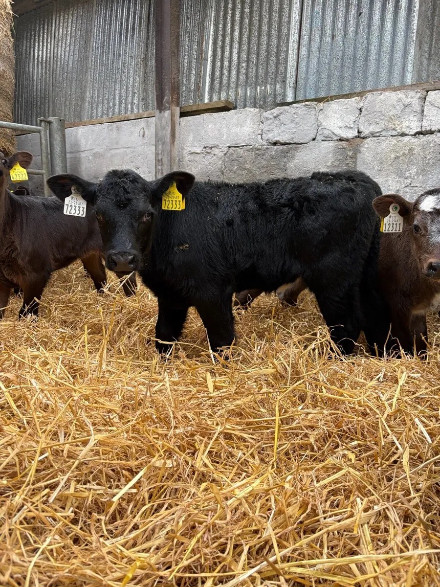 27 Angus Heifer Calves - Image 2
