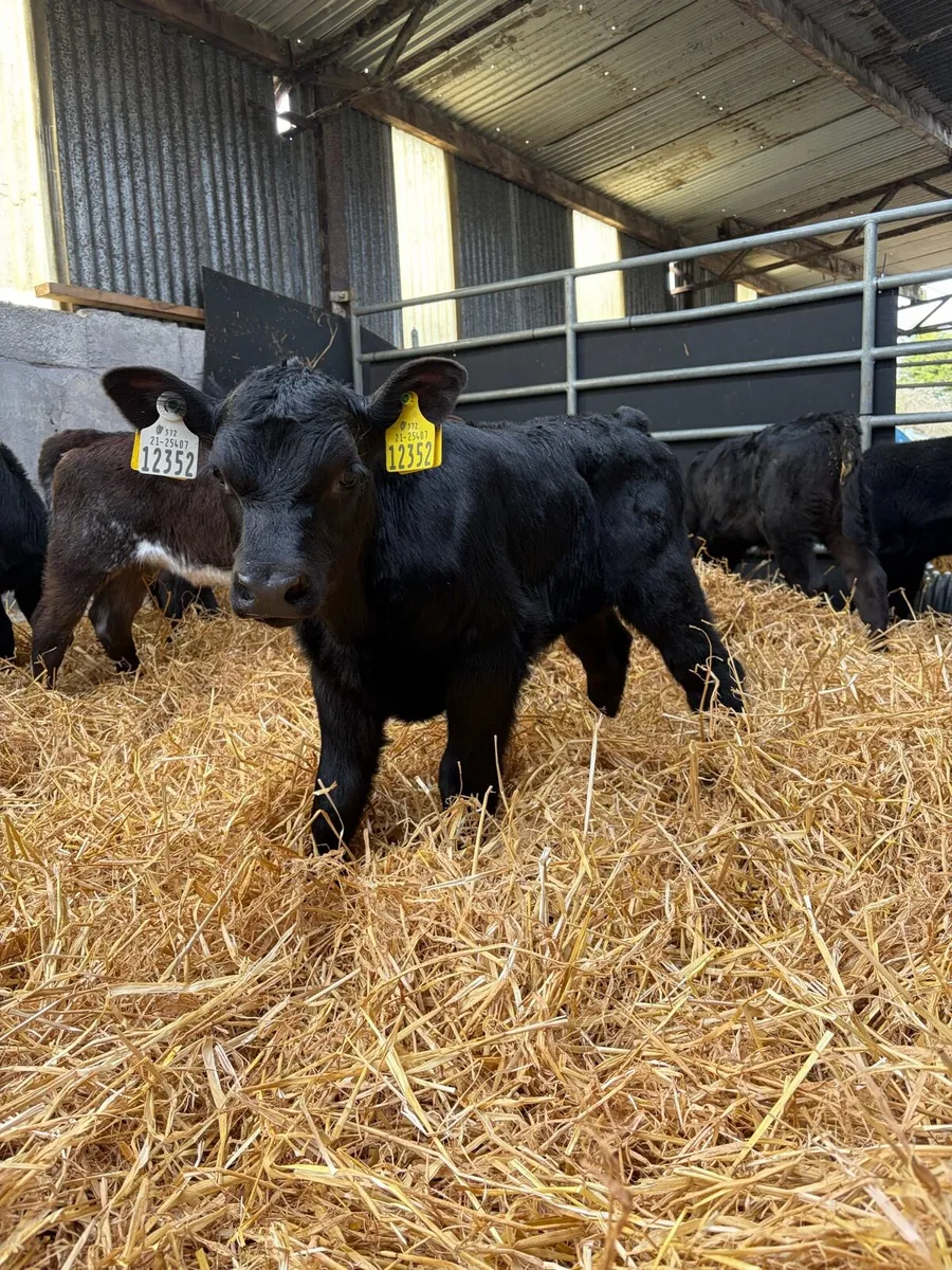 27 Angus Heifer Calves - Image 3