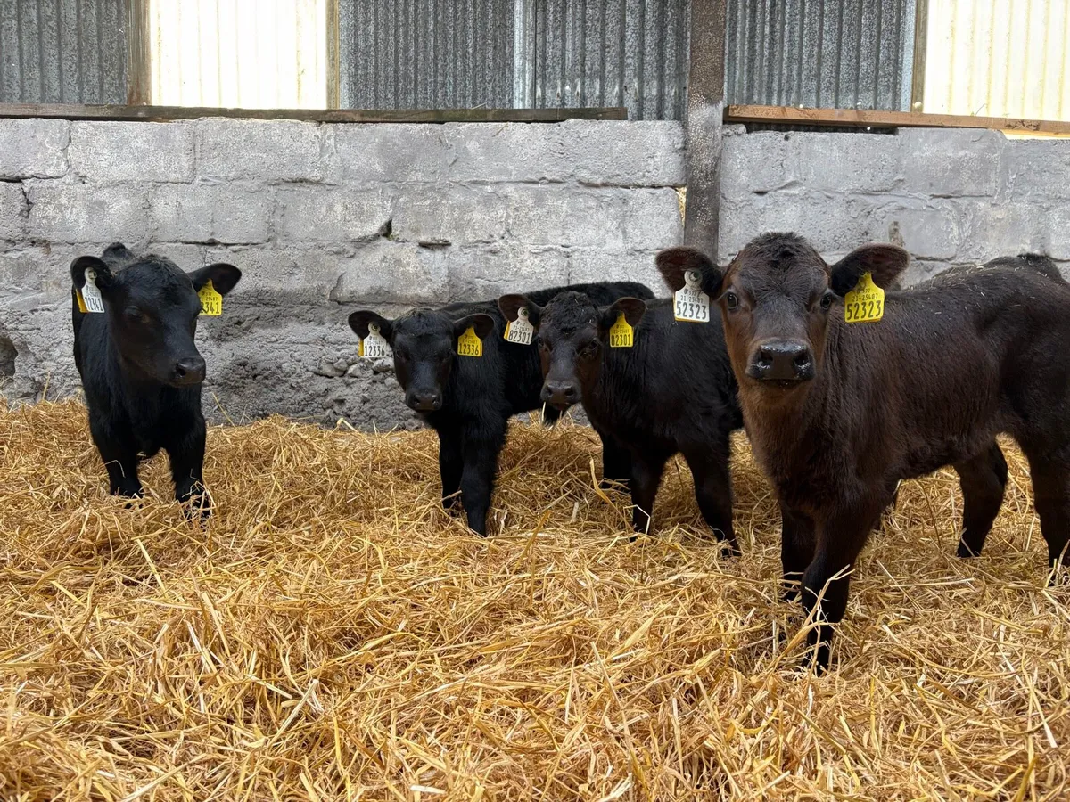 27 Angus Heifer Calves - Image 4