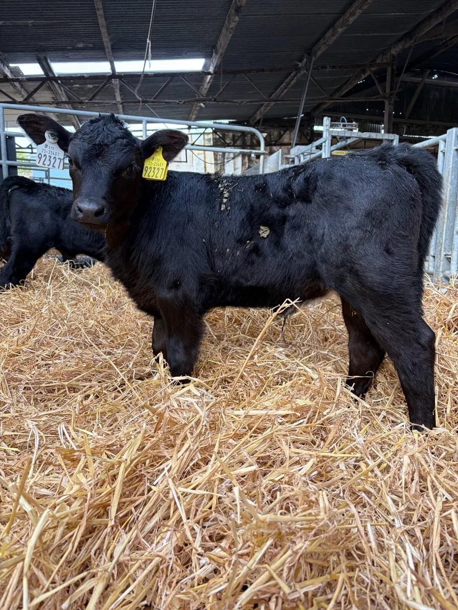27 Angus Heifer Calves - Image 1