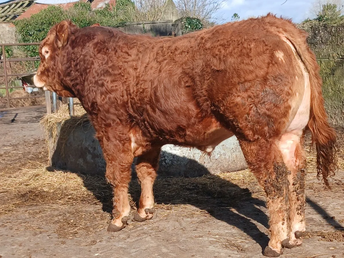 4 ⭐️PBR Bull - Image 2