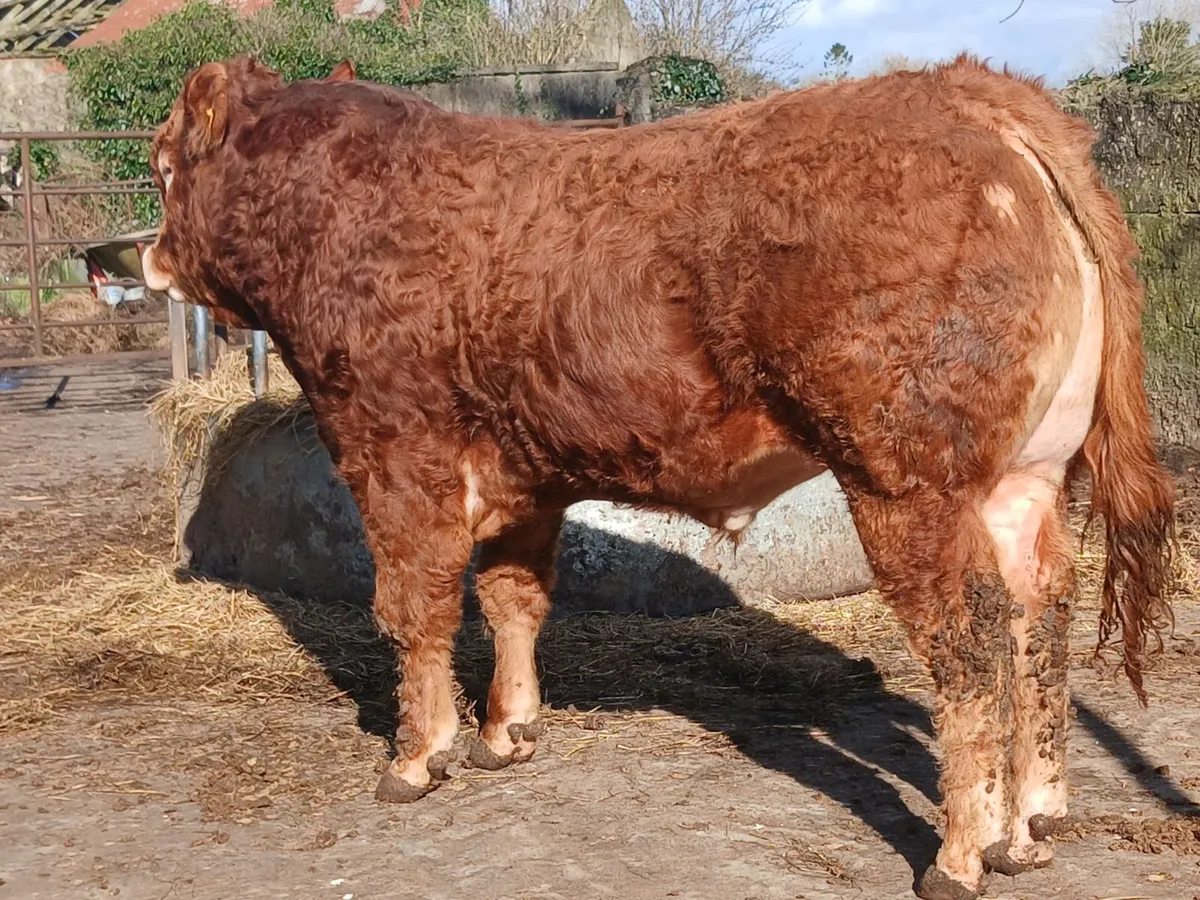 4 ⭐️PBR Bull - Image 1