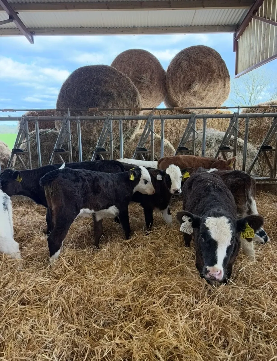 10 reared continental heifers calves🔥🔥 - Image 2