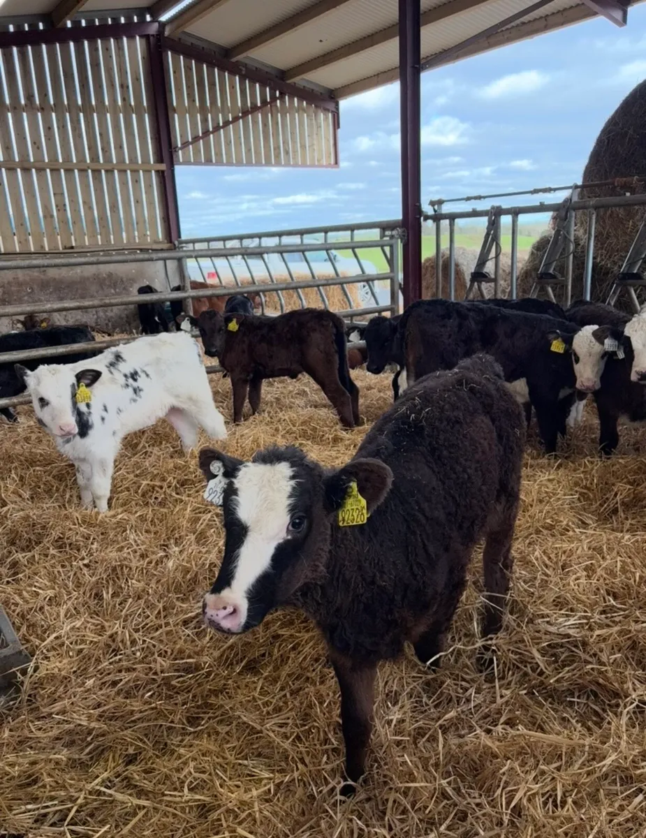 10 reared continental heifers calves🔥🔥 - Image 3