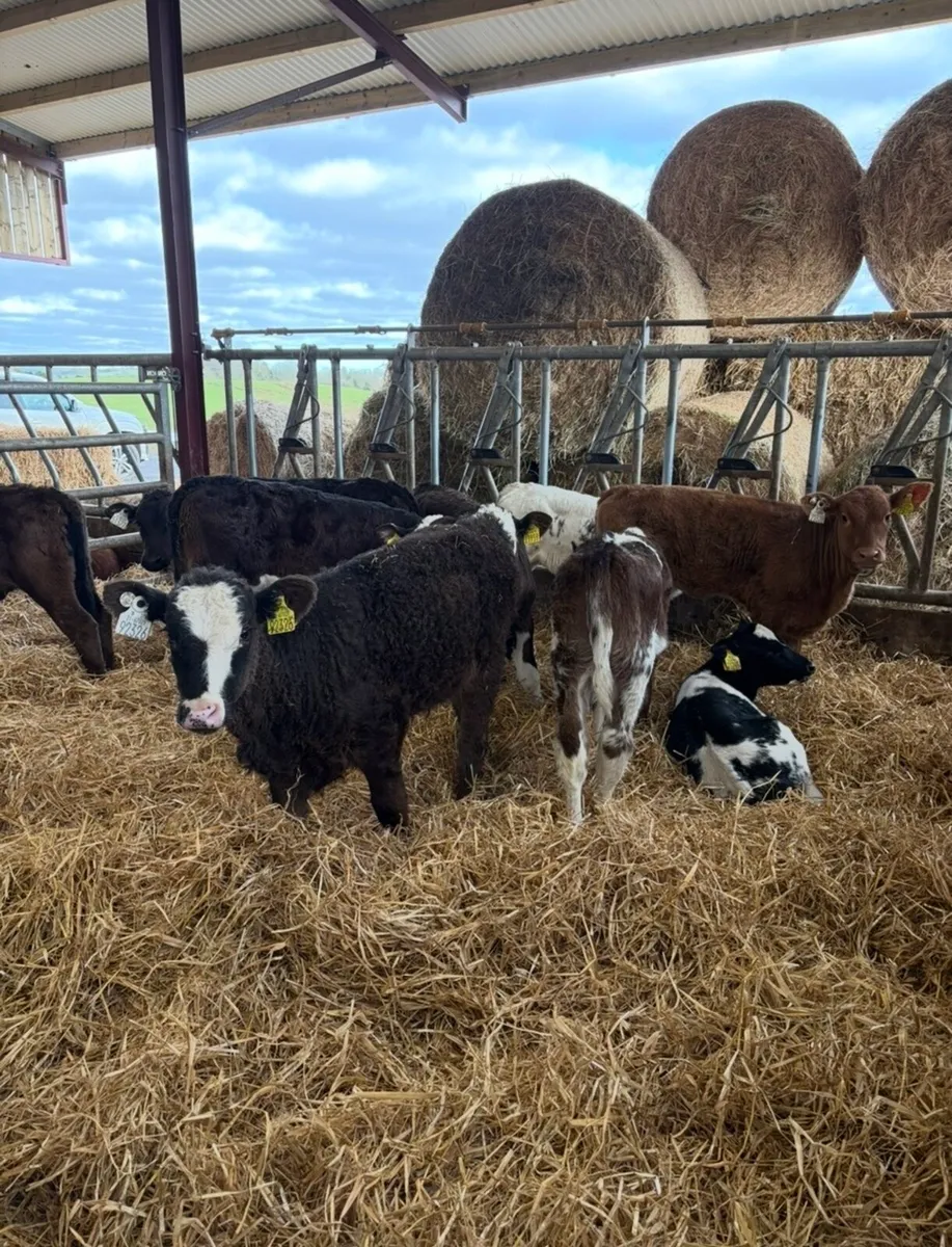 10 reared continental heifers calves🔥🔥 - Image 1