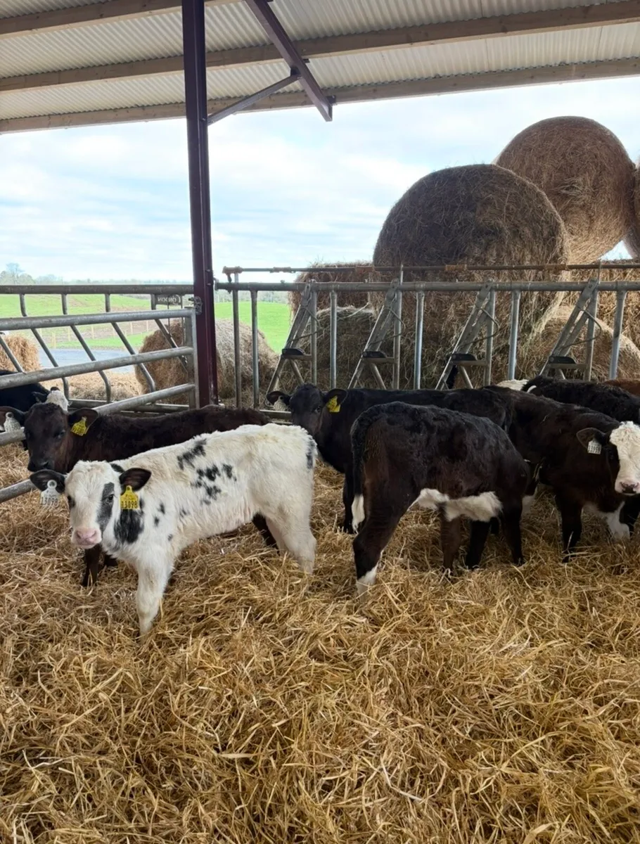 10 reared continental heifers calves🔥🔥 - Image 4