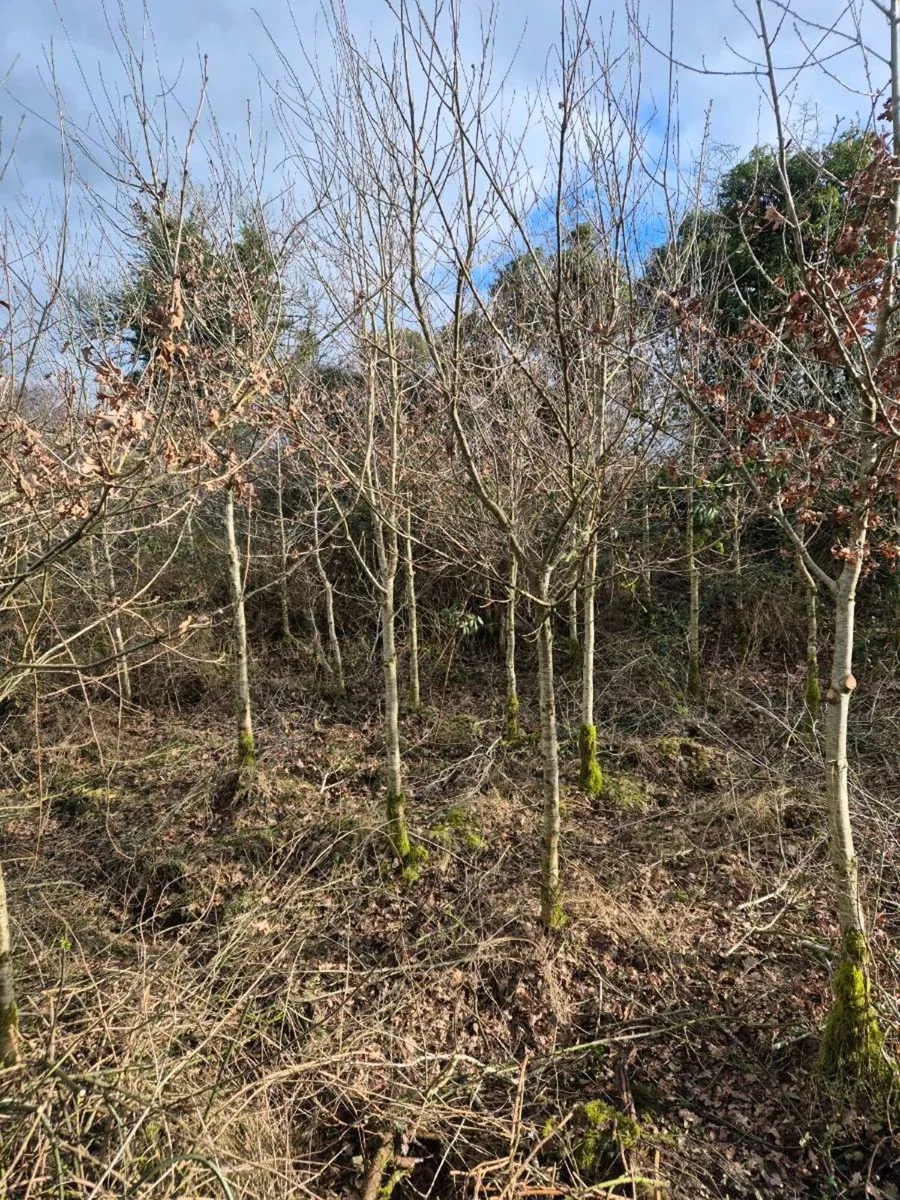 Bare root oak trees - Image 1