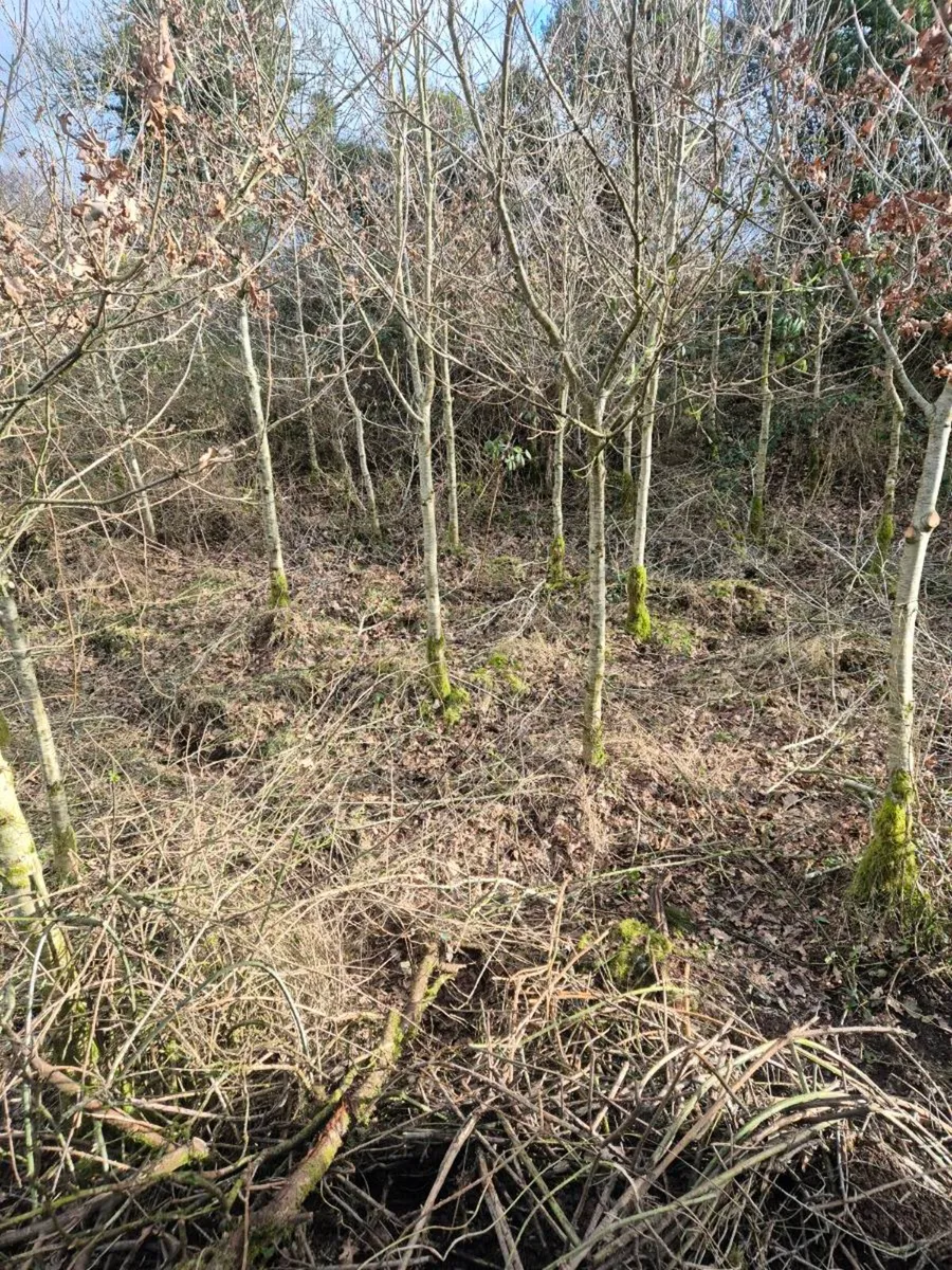 Bare root oak trees - Image 2