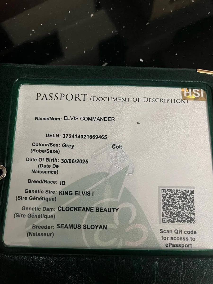 Irish draught gelding - Image 4