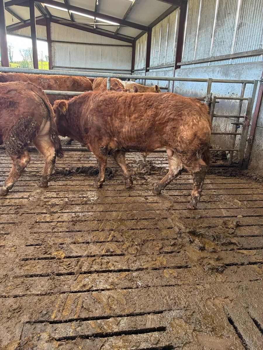 Pure Bred Lim Bulls - Image 4