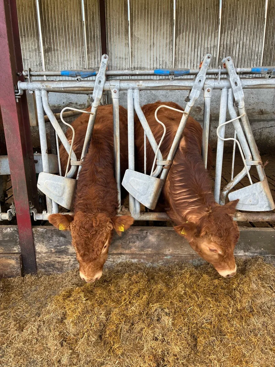 Pure Bred Lim Bulls - Image 3