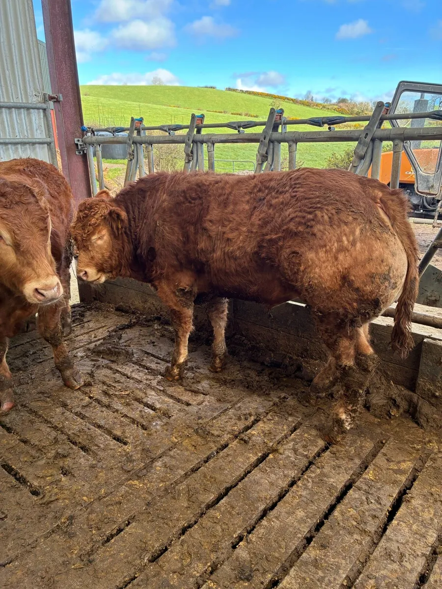 Pure Bred Lim Bulls - Image 1