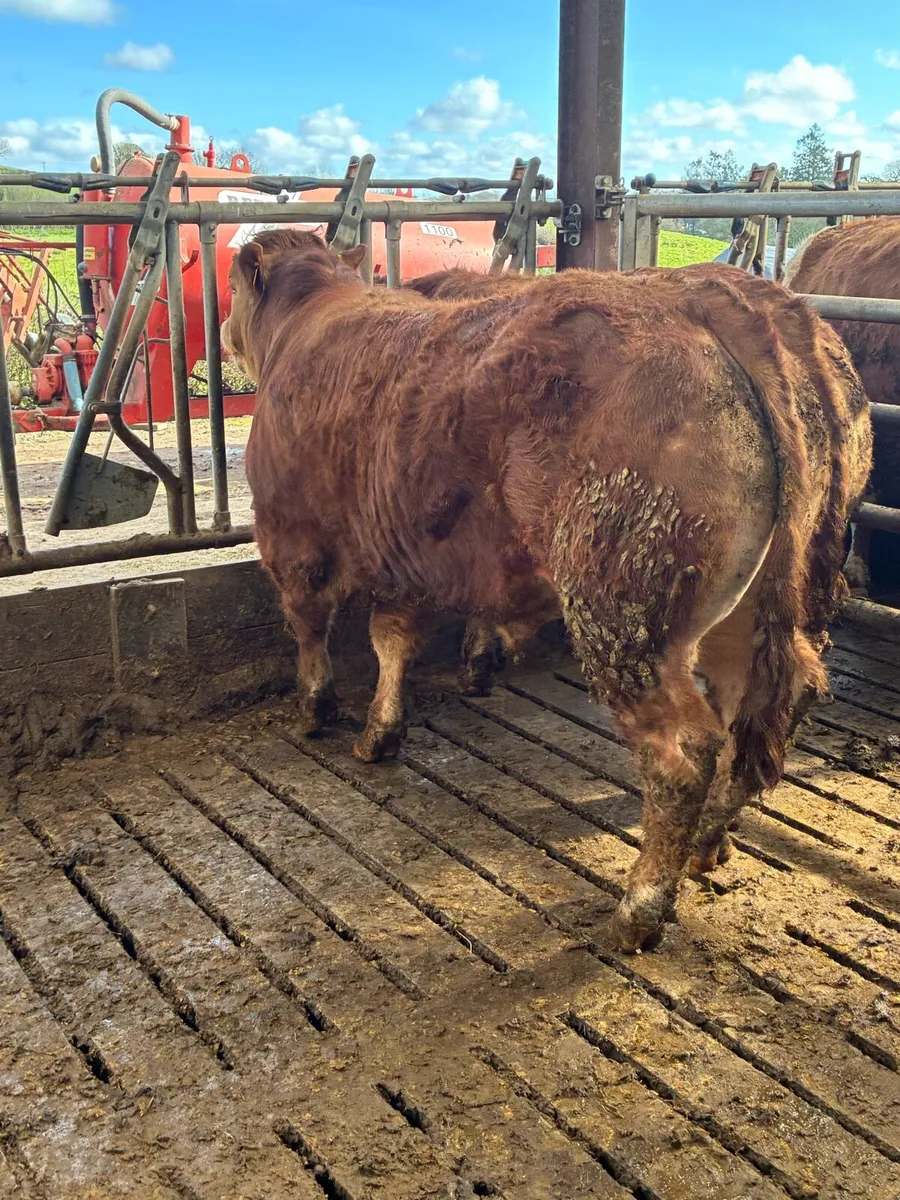 Pure Bred Lim Bulls - Image 1