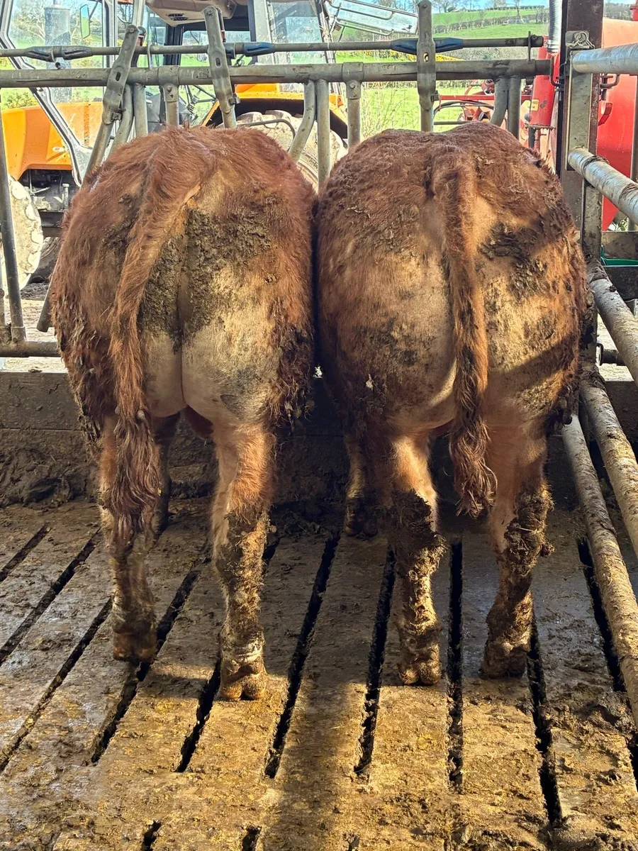 Pure Bred Lim Bulls - Image 2