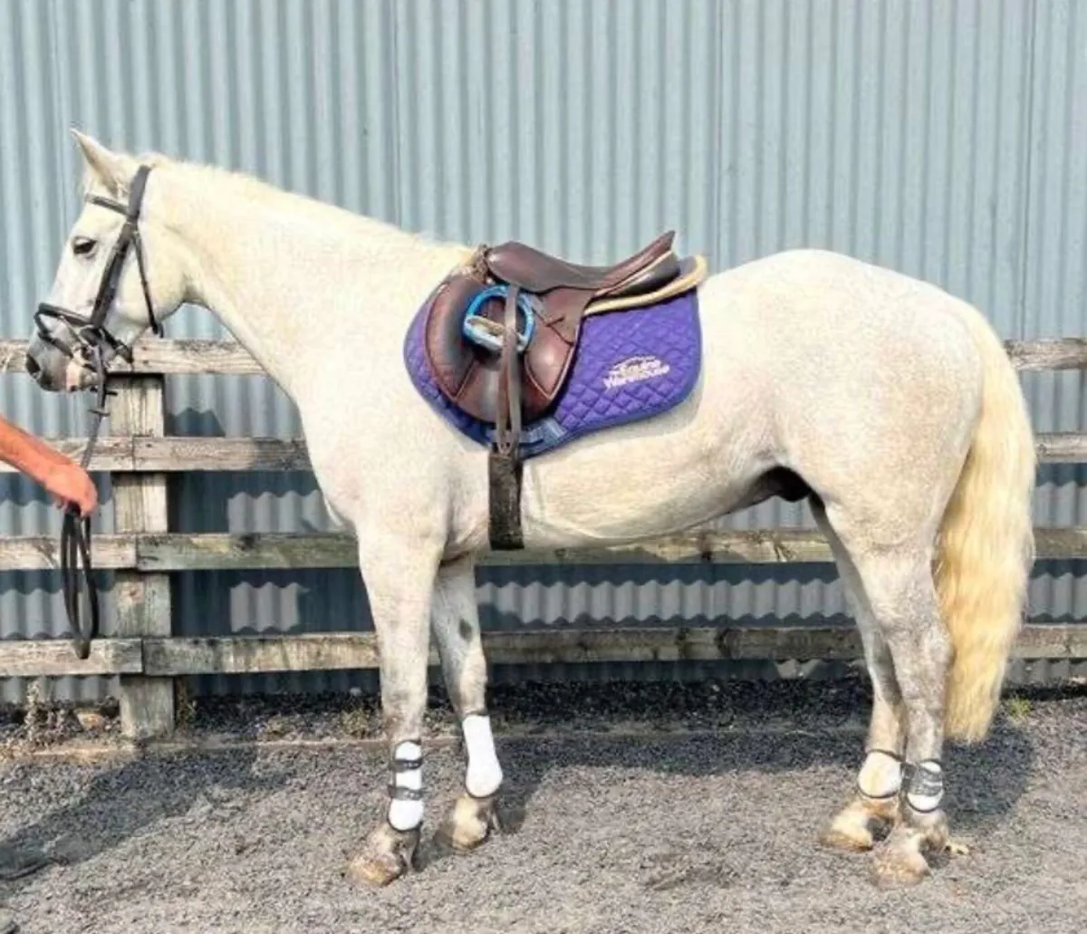 ⭐️connemara pony - Image 1