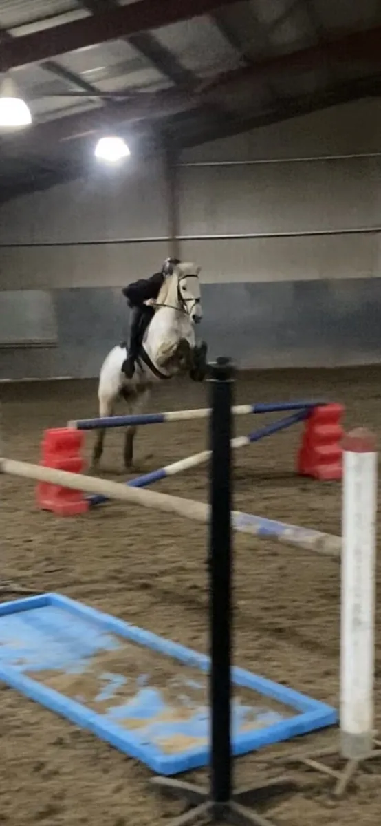 ⭐️connemara pony - Image 2