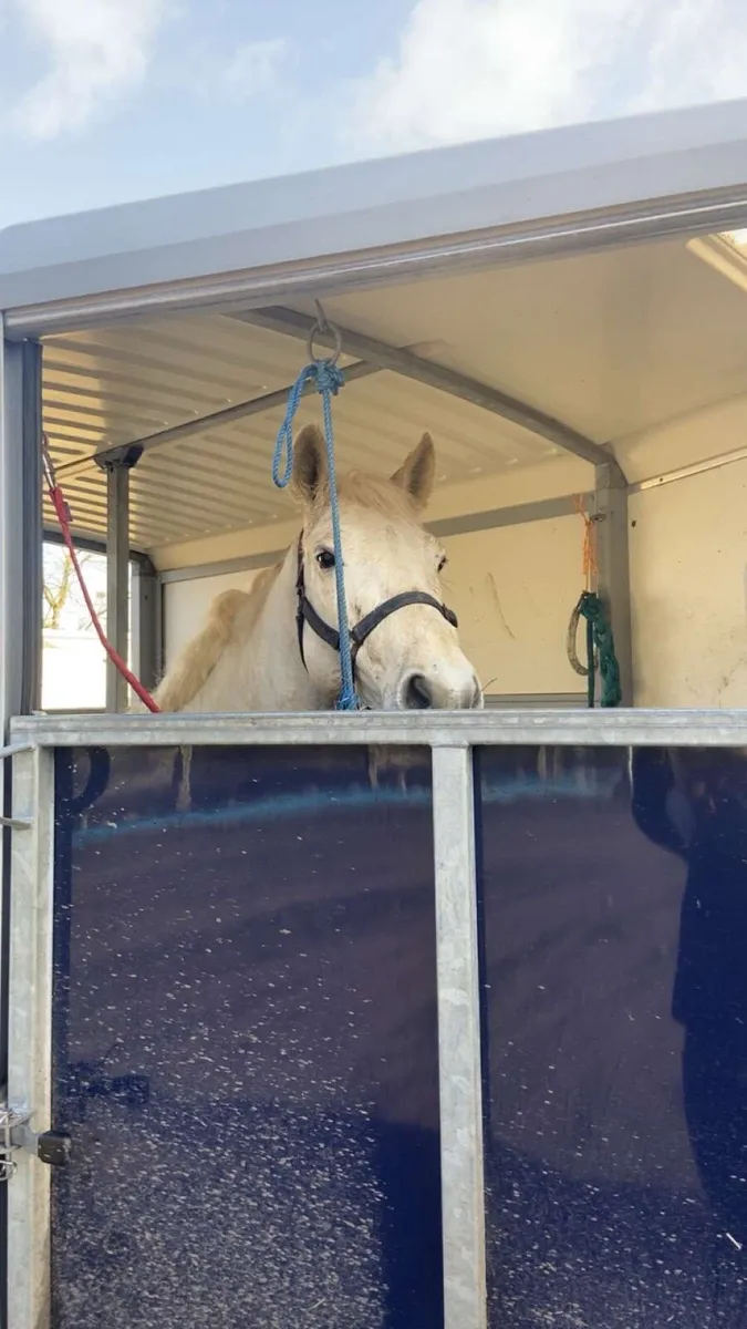 ⭐️connemara pony - Image 3