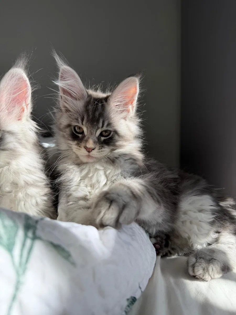 Purebred Maine Coon Kittens - Image 1