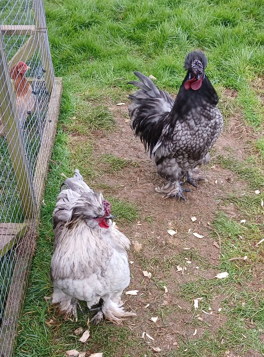 Roosters for sale - Image 4