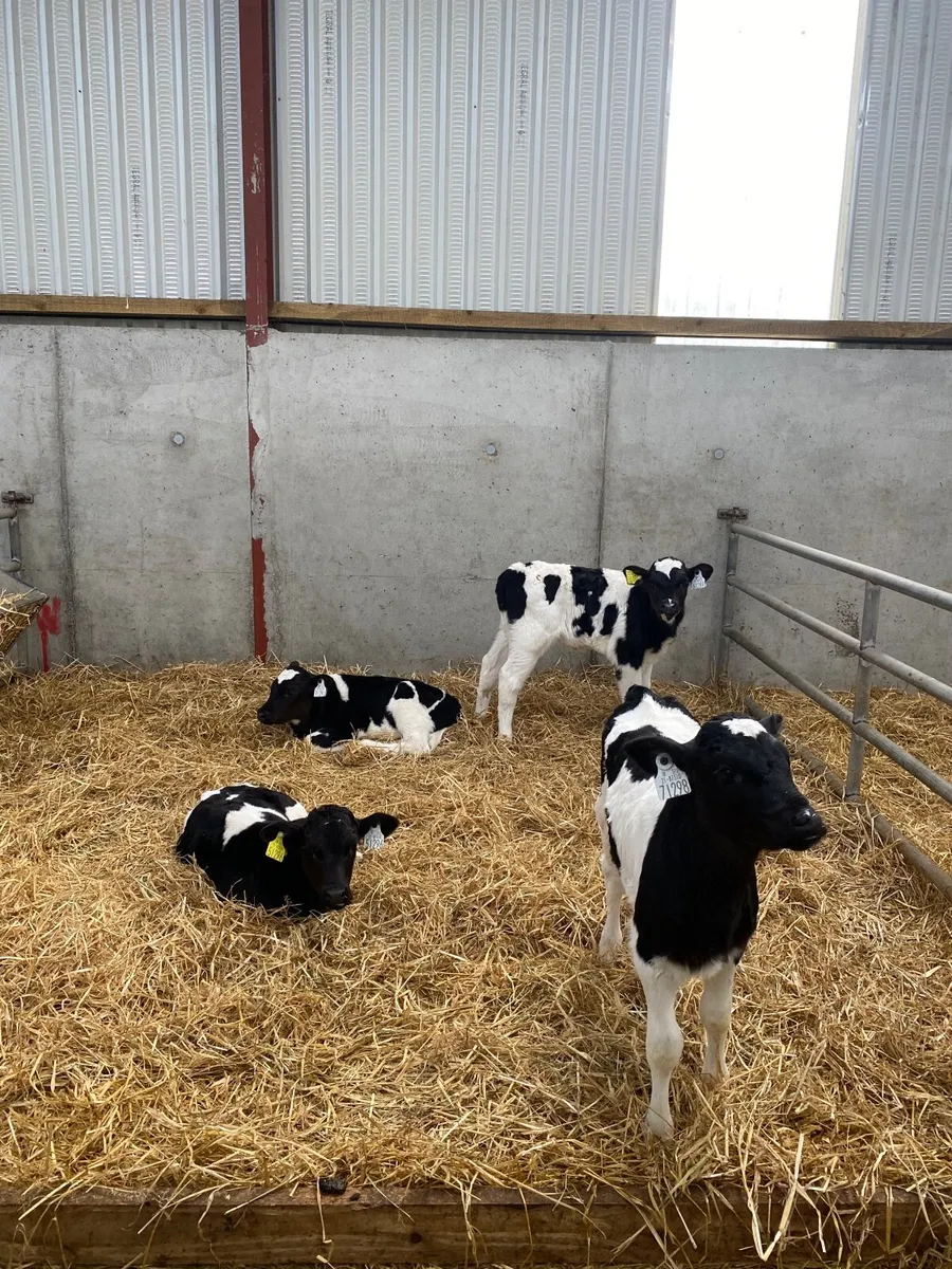 Friesian Heifer Calves - Image 1