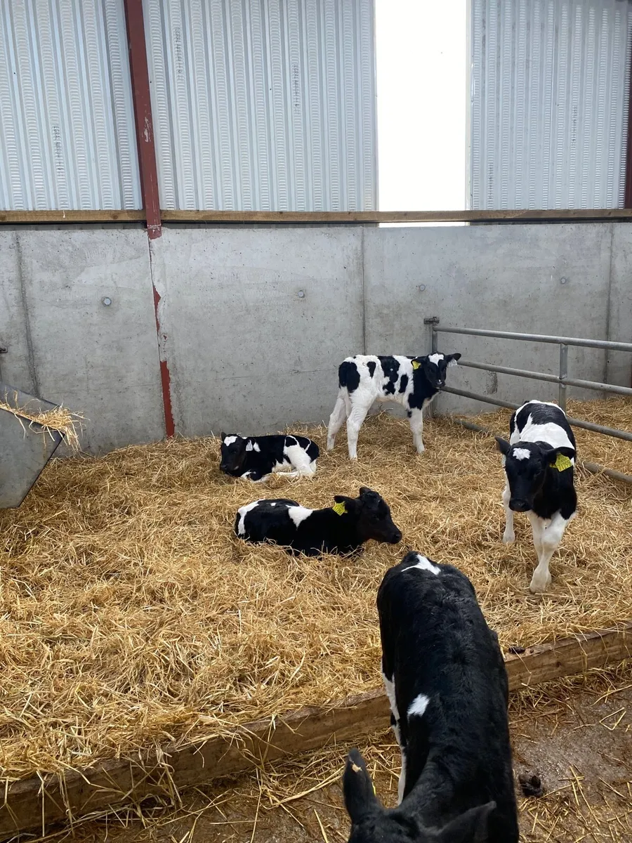 Friesian Heifer Calves - Image 2