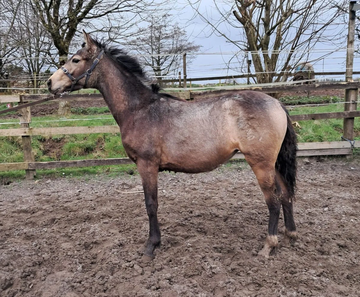 Traditional connemara  tb cross - Image 2