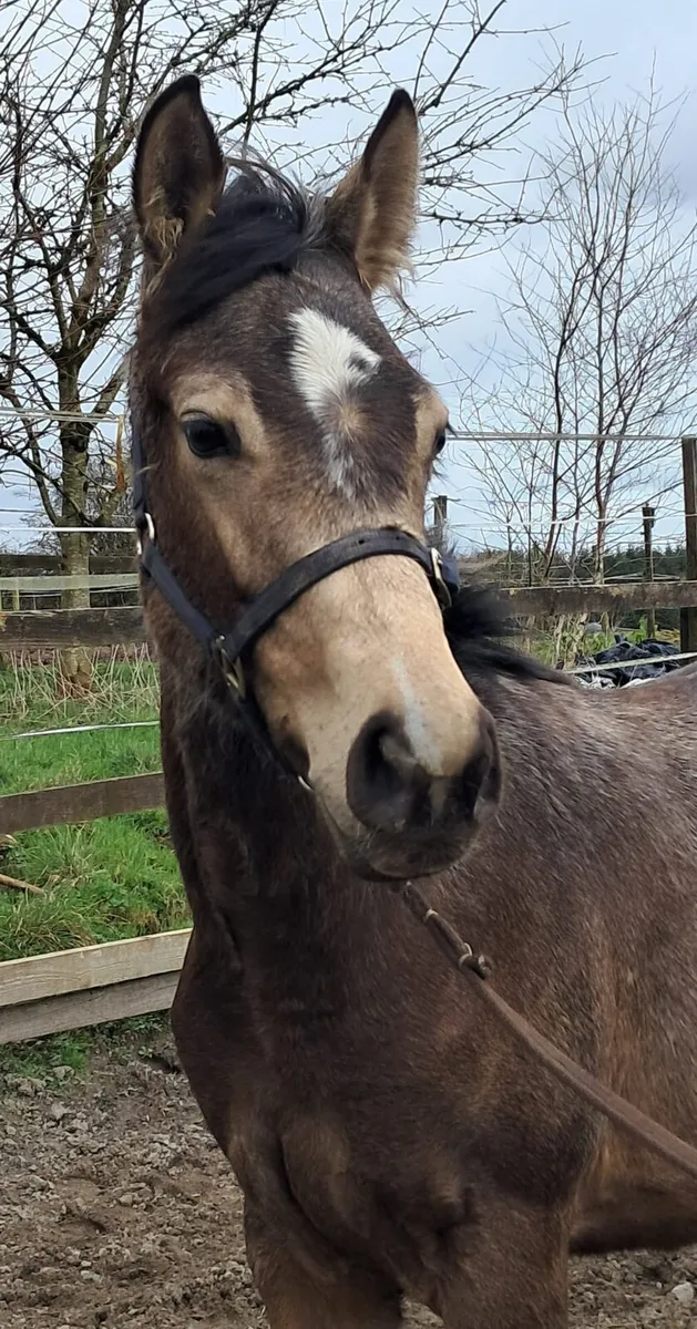 Traditional connemara  tb cross - Image 1