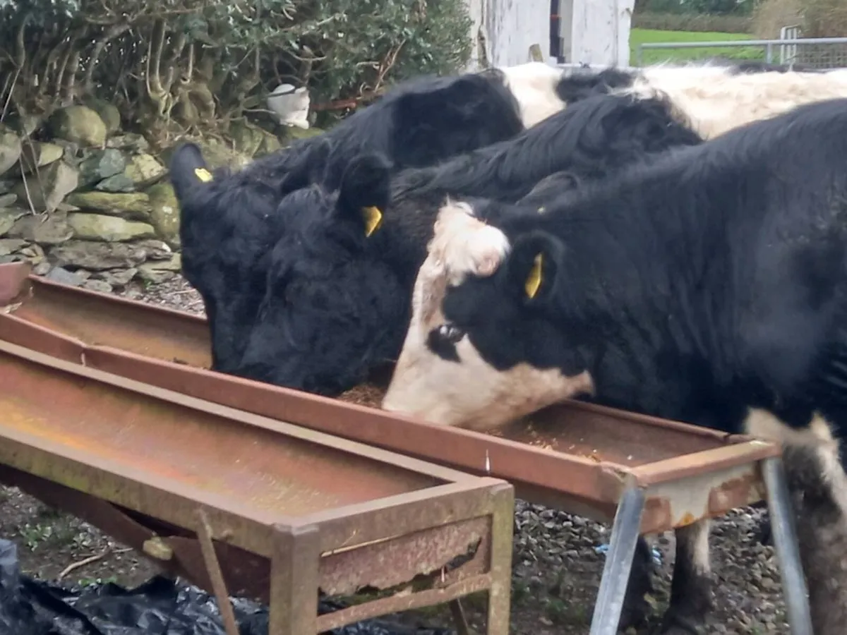 Incalf heifers - Image 1