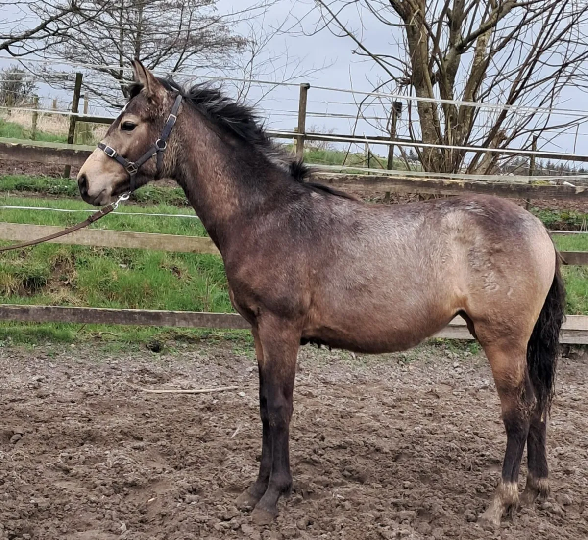 Traditional connemara  tb cross - Image 3