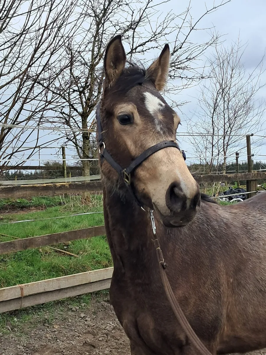Traditional connemara  tb cross - Image 4