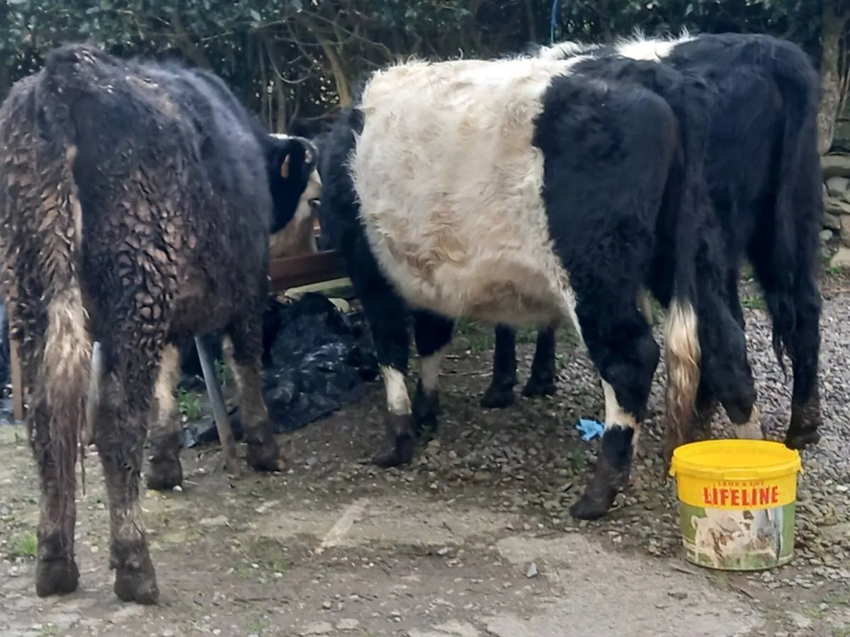 Incalf heifers - Image 2