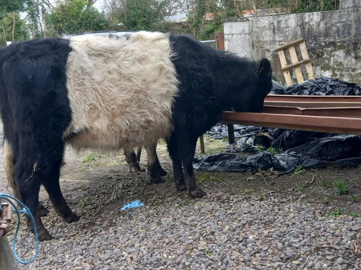 Incalf heifers - Image 4