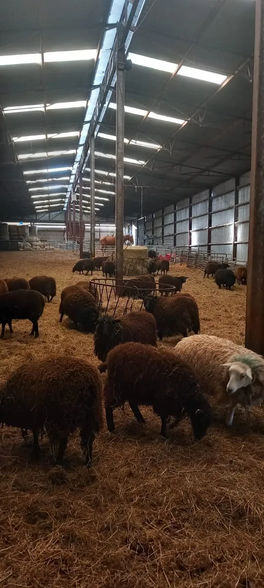 40 Dutch Spotted hoggets for sale - Image 1