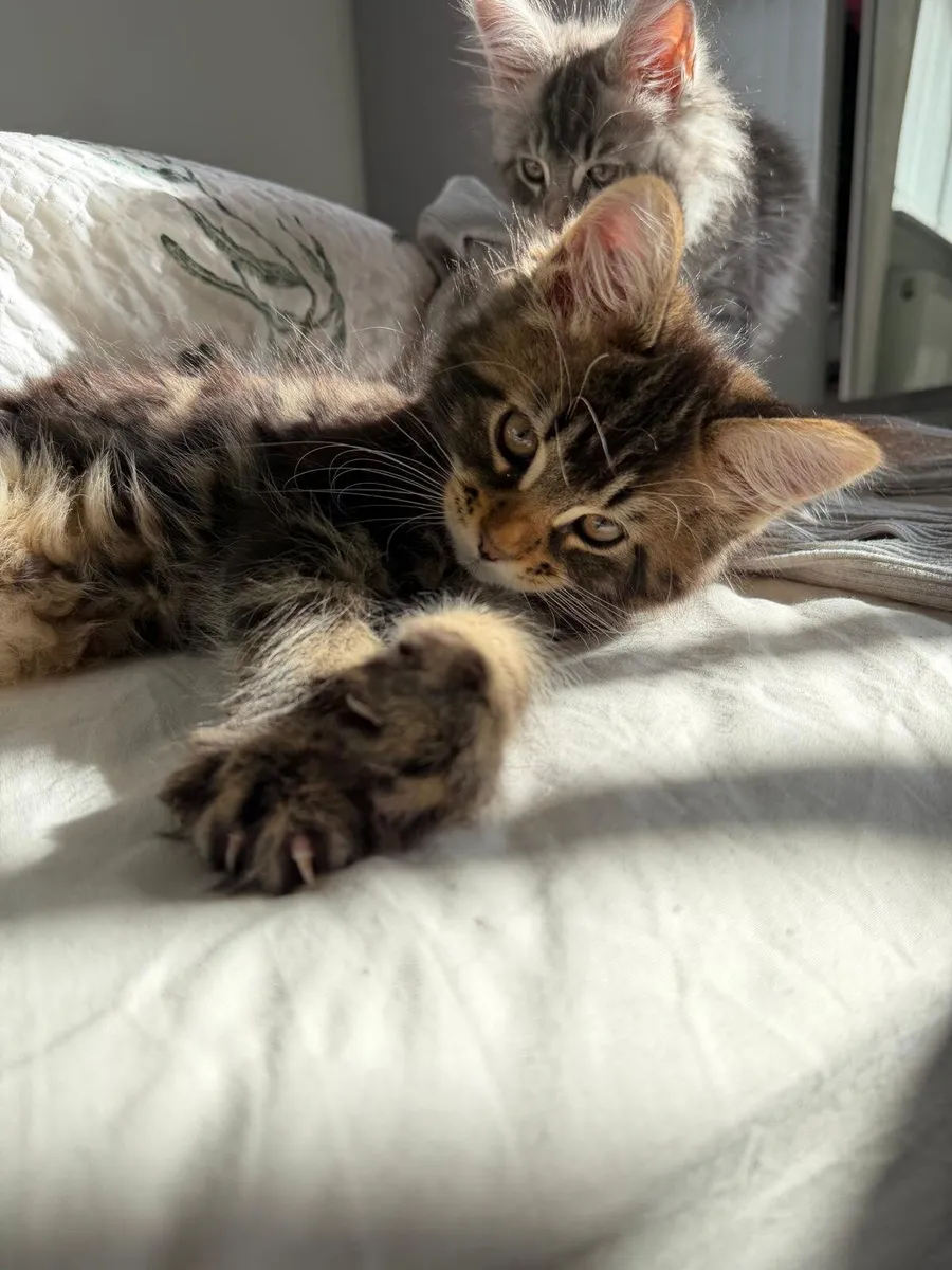 Purebred Maine Coon Kittens - Image 3