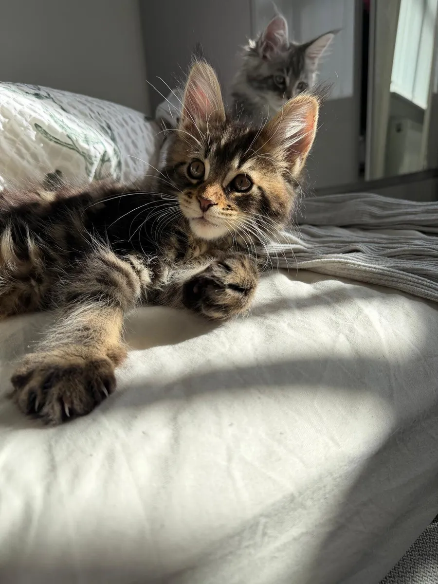Purebred Maine Coon Kittens - Image 4