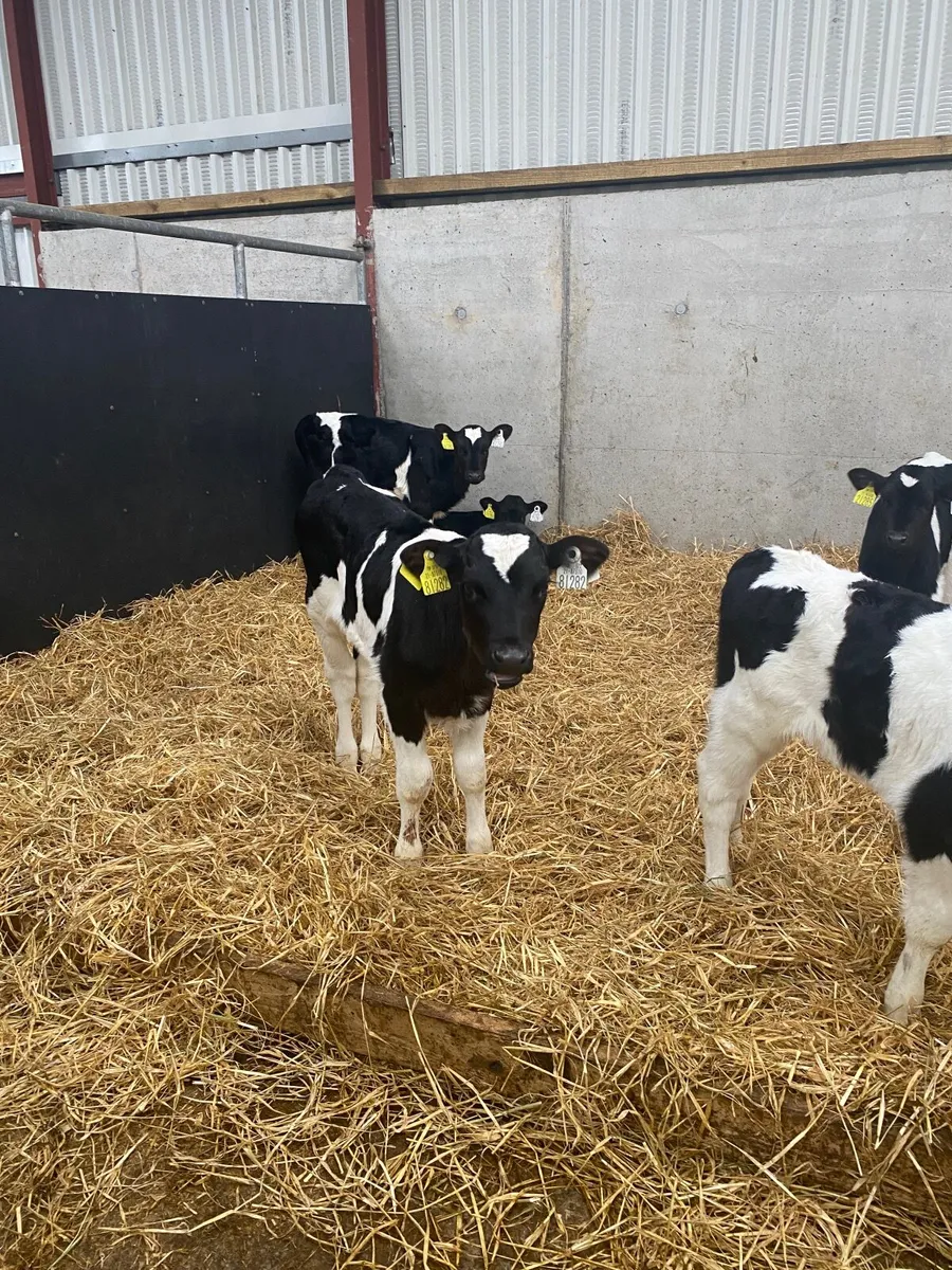 Friesian Heifer Calves - Image 4