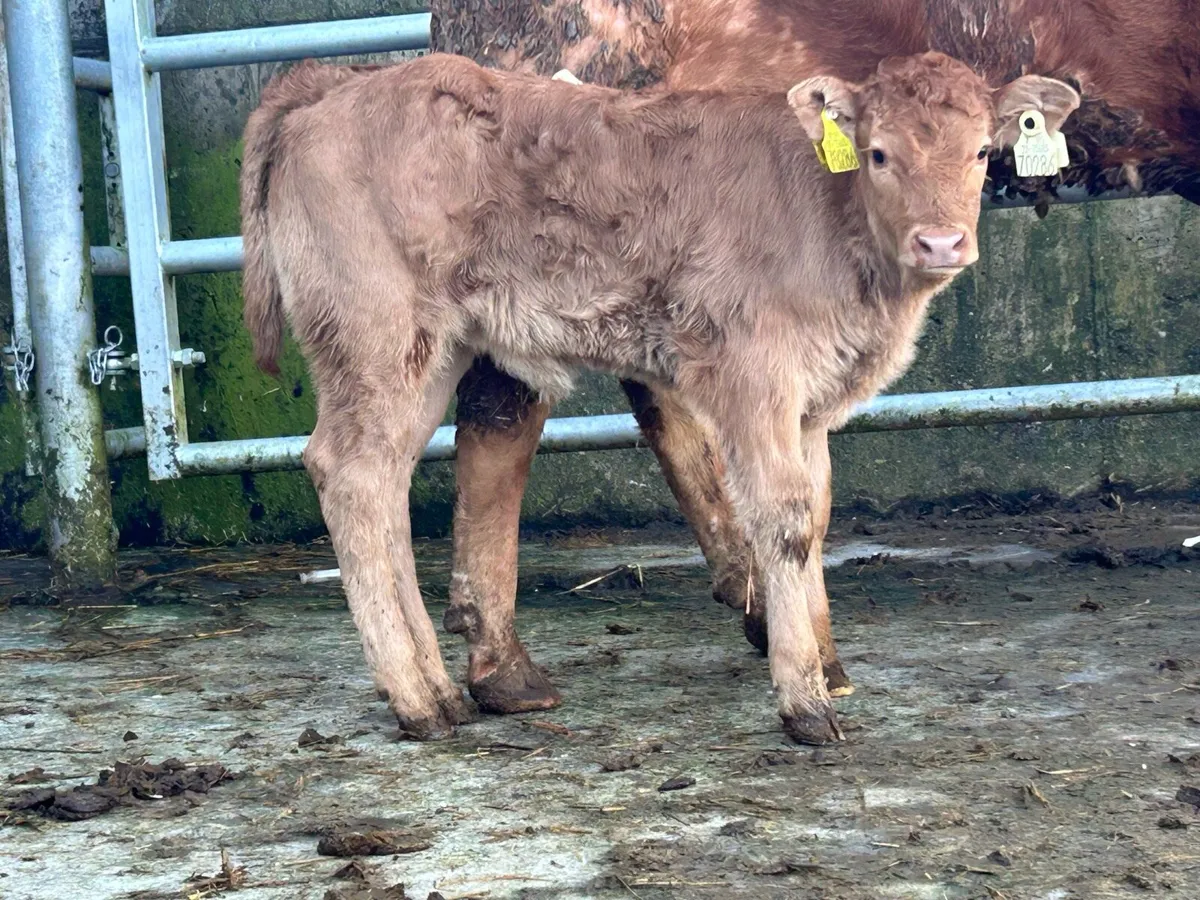 First calved heifer and heifer calf - Image 2