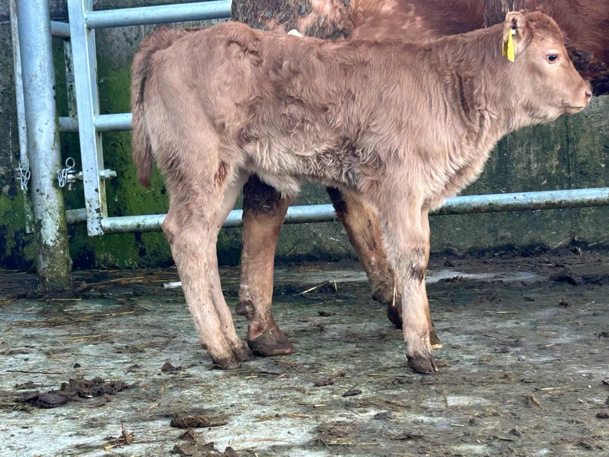 First calved heifer and heifer calf - Image 3