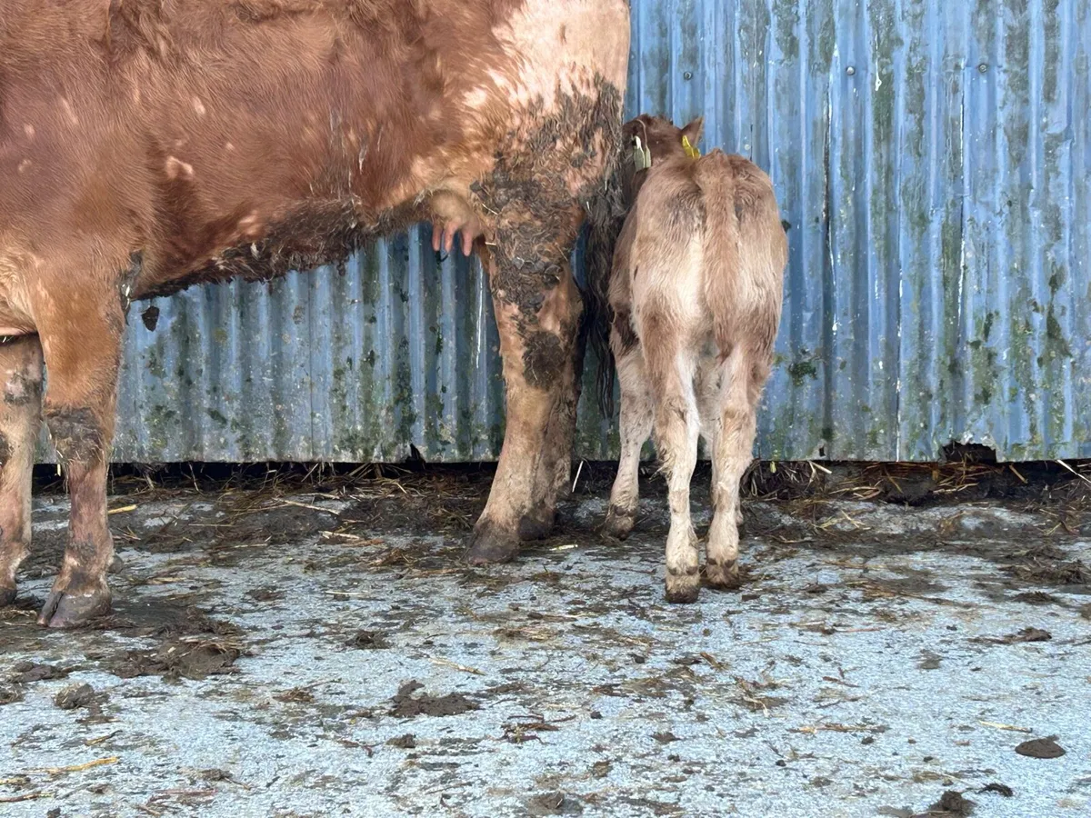 First calved heifer and heifer calf - Image 4