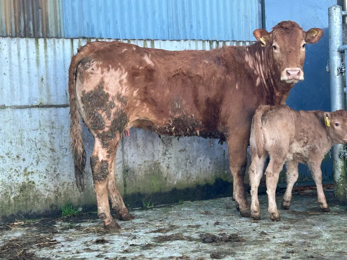 First calved heifer and heifer calf - Image 1