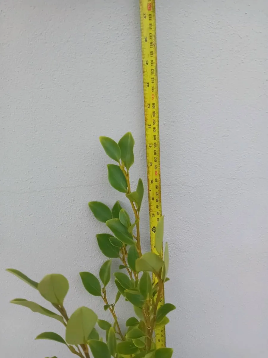 Griselinia hedging - Image 2