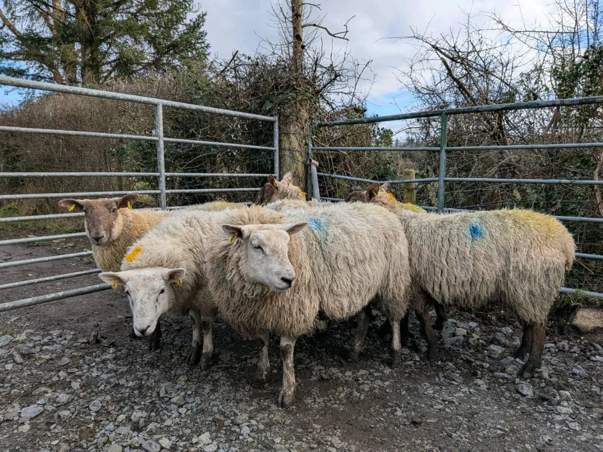 Inlamb ewe lambs - Image 2